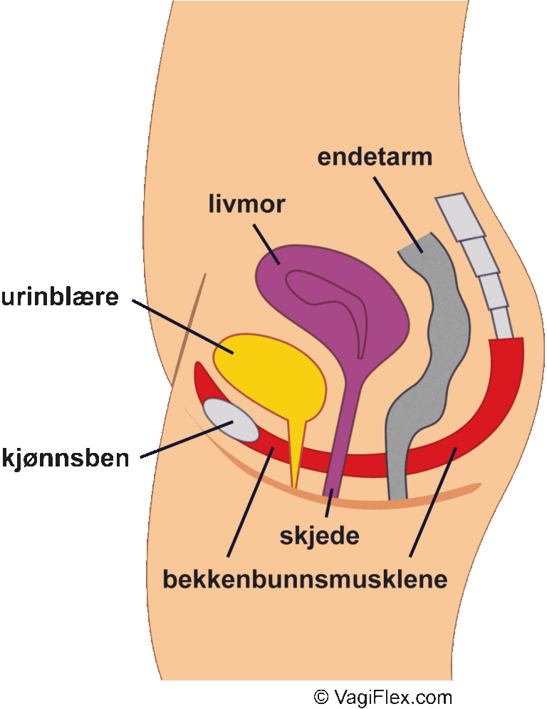 Bekkenbunn – what??